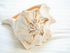 Natural Beige Left Handed Whelk Conch shell